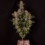 Doctor´s Choice Sēklas Chronic Fast F1 BX Regular