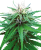 Sensi Seeds Cannabis Ruderalis Indica® Regular, 10 pcs