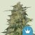 Royal Queen Seeds Cannabis Seeds Royal Highness Feminized (High CBD)