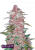 Fast Buds Cannabis Seeds Blackberry Auto