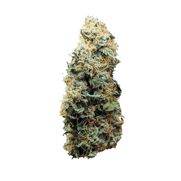 Royal Queen Seeds Cannabis Seeds Titan F1 Auto