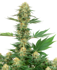 Sensi Seeds Cannabis Seeds Gelato #420 Feminized by White Label, 3-10 pcs