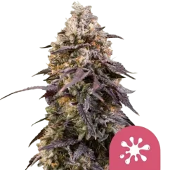 Royal Queen Seeds Cannabis Seeds Sticky Queen Feminized