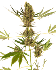 Sensi Seeds Cannabis Seeds Alpine Delight CBD® Automatic Feminized, 3-10 pcs