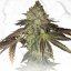 T.H.Seeds™ Cannabis Seeds Limited Regular Edition Gelato 33 X Birthday Cake X SBC, 11 pack