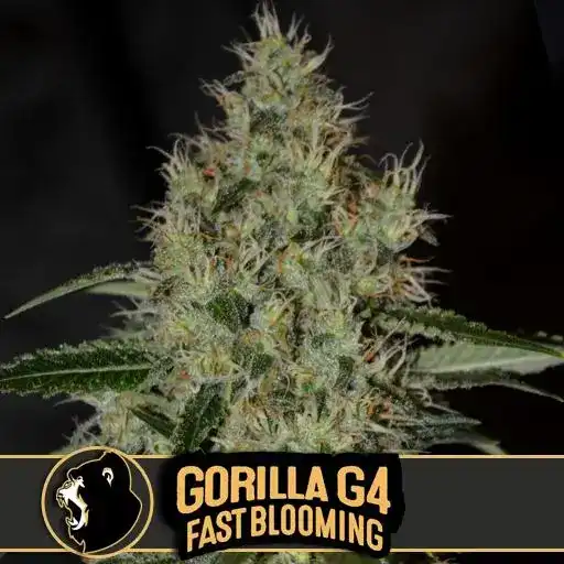 Blimburn Seeds 大麻種子 ゴリラグルー G4 早咲き