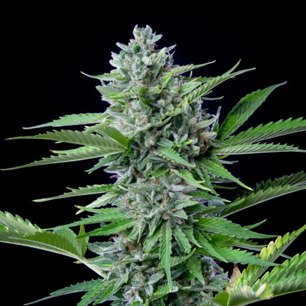 Royal Queen Seeds Cannabis Seeds Fast Eddy Auto (augsts CBD)
