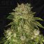 T.H.Seeds™ Kaņepju sēklas MK-Ultra™, dažādi iepakojumi, feminizēti