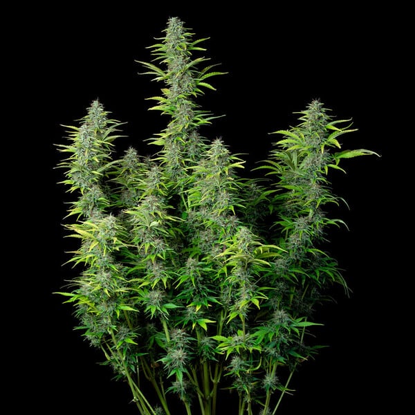 Royal Queen Seeds Cannabis Seeds Northern Light Auto