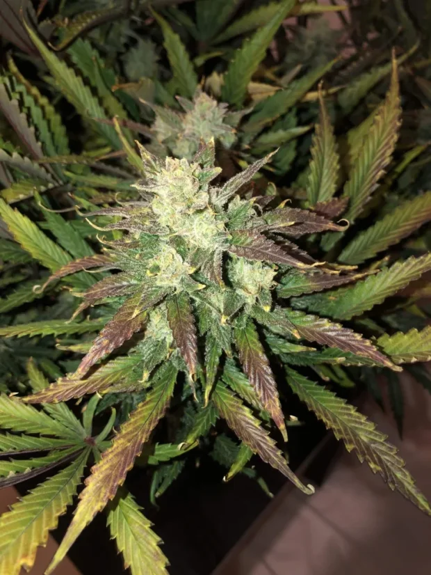 Fast Buds Cannabis Seeds Gorilla Glue Auto