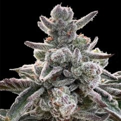 Silent Seeds Cannabis Seeds Polar Gelato By Sherbinskis Feminized