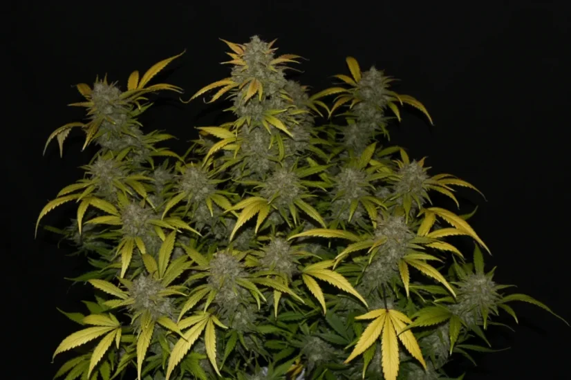 Fast Buds Cannabis Seeds Gelato Auto