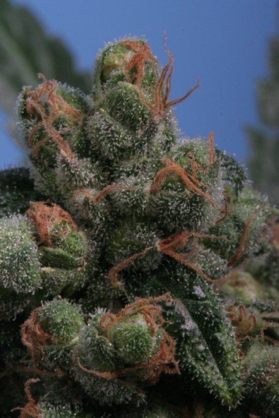 T.H.Seeds™ Kaņepju sēklas SAGE™'n Sour, dažādi iepakojumi, feminizēti
