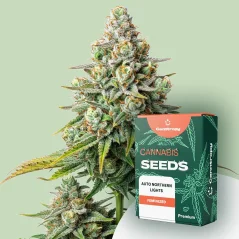 Canntropy Nasiona Auto Northern Lights (autokwitnące)