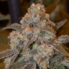 Silent Seeds Exotic Cannabis Seeds Gorilla Frost Feminized