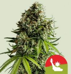 Royal Queen Seeds Kaņepju sēklas NYC Sour D Auto