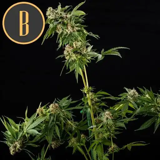 Blimburn Seeds Cannabis Seeds Mamba Negra Feminized
