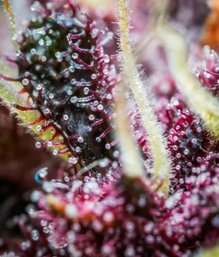 Fast Buds Cannabis Seeds Purple Punch Auto