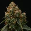 Royal Queen Seeds Kaņepju sēklas Gaia F1 Auto