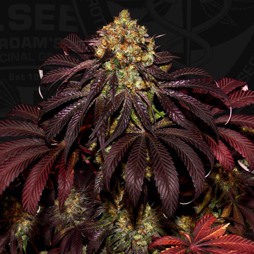 T.H.Seeds™ Cannabis Seeds Stracciatella™, various pack, feminized
