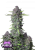 Fast Buds Cannabis Seeds Purple Punch Auto