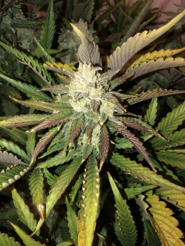 Fast Buds Cannabis Seeds Gorilla Glue Auto