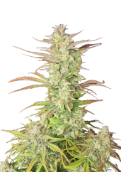 Fast Buds Cannabis Seeds Z-Up Autoflowering