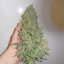 Doctor´s Choice Seeds Devotchka Auto Feminized