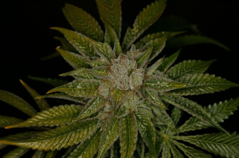T.H.Seeds™ Kaņepju sēklas MK-Ultra™, dažādi iepakojumi, feminizēti