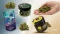 How to choose CBD flowers: Flowers in jars, bags, loose and in the hand, CanaturaWholesale logo bottom right