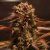 Doctor´s Choice Seeds Purple Ryder Auto Feminized