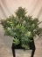 Fast Buds Cannabis Seeds Gorilla Glue Auto