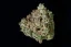 Fast Buds Cannabis Seeds Gelato Auto