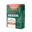 Canntropy Seeds Auto Gorilla Punch (Autoflowering)