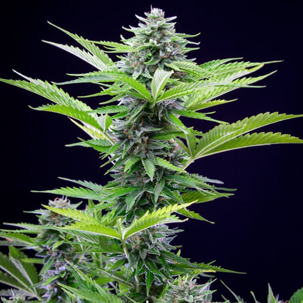 Royal Queen Seeds Cannabis Seeds Fast Eddy Auto (augsts CBD)