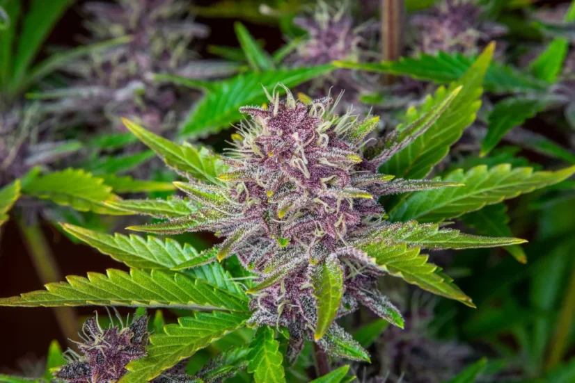 Fast Buds Cannabis Seeds Purple Punch Auto