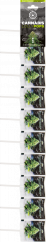 Cannabis White Widow Lollipops – Stripe (10 Lollies), 25 stripes in carton, 3000 g