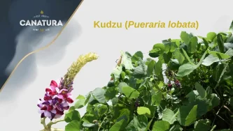 Kudzu (Pueraria lobata, wine bush), supplemented with the CanaturaWholesale logo