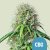 Royal Queen Seeds Semi di Cannabis Royal CBG Auto (Alto CBD)