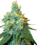 Sensi Seeds Kaņepju sēklas Jack Herer® Regular, 10 gab