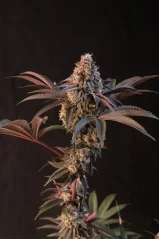 Fast Buds Канабисови Семена Lemon Cherry Runtz