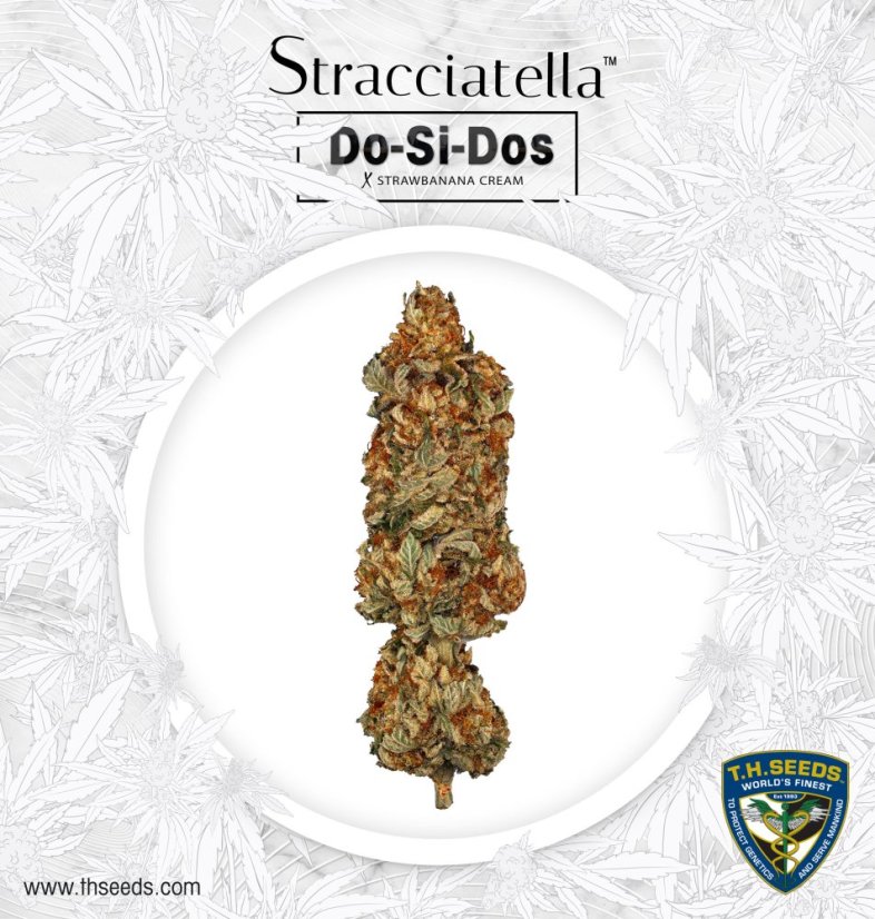 T.H.Seeds™ Cannabis Seeds Stracciatella™, various pack, feminized