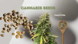 Cannabis seeds, cannabis plant and CanaturaWholesale logo