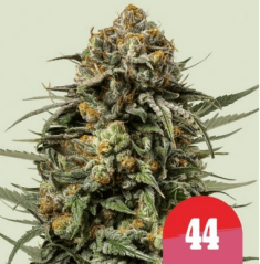 Royal Queen Seeds Kaņepju sēklas Gelato 44 Feminizēts