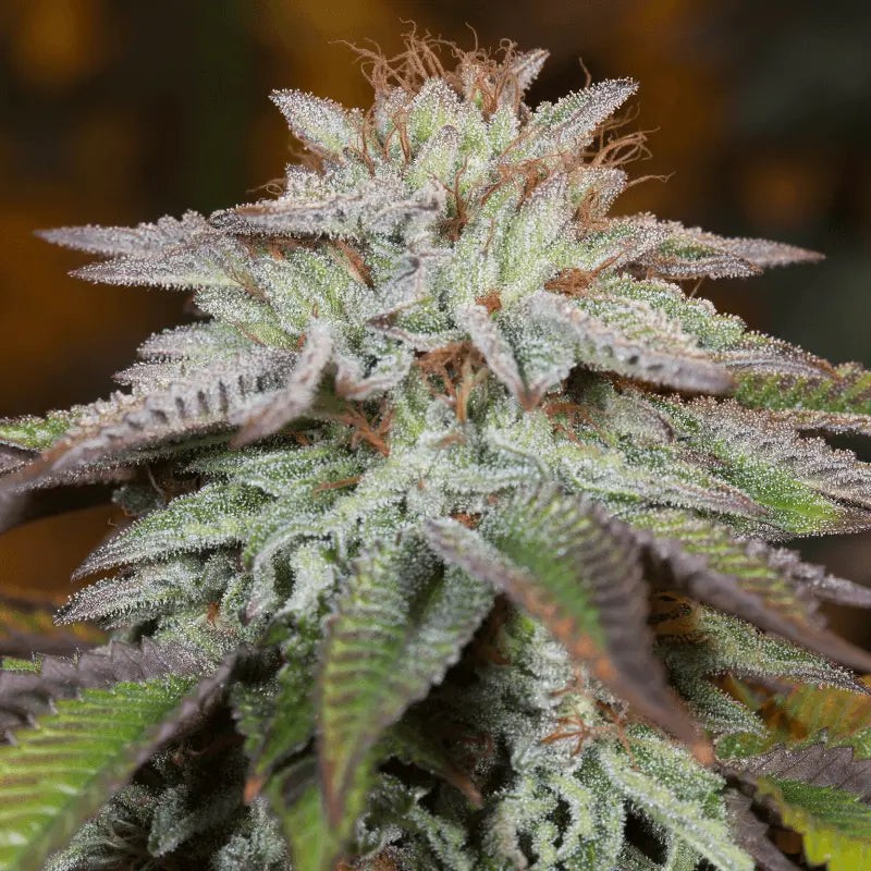 Silent Seeds Kaņepju sēklas LA Vanilla Cake Auto Feminized