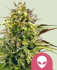 Royal Queen Seeds Семена канабиса Алиен ОГ Феминизед