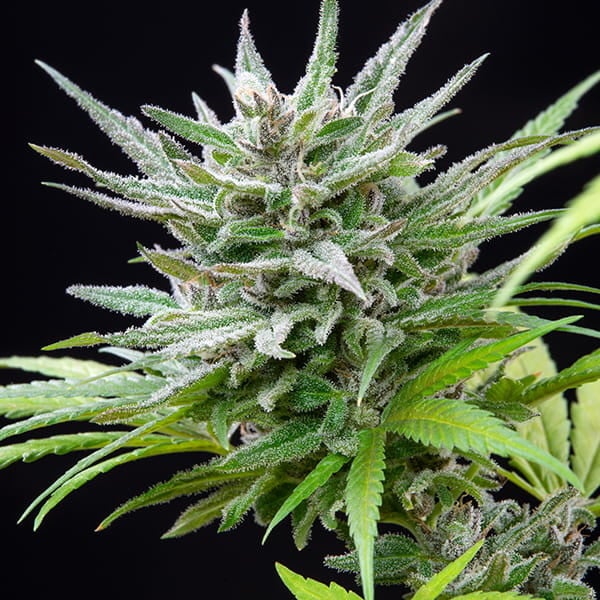 Royal Queen Seeds Cannabis Seeds Speedy Chile - Fast Feminized