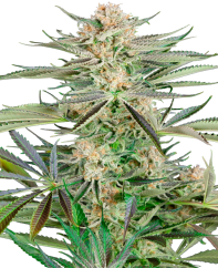Sensi Seeds Cannabis Seeds Screwdriver OG Feminized, 3-10 pcs