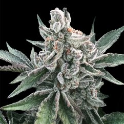 Silent Seeds Cannabis Seeds Polar Gelato Auto By Sherbinskis