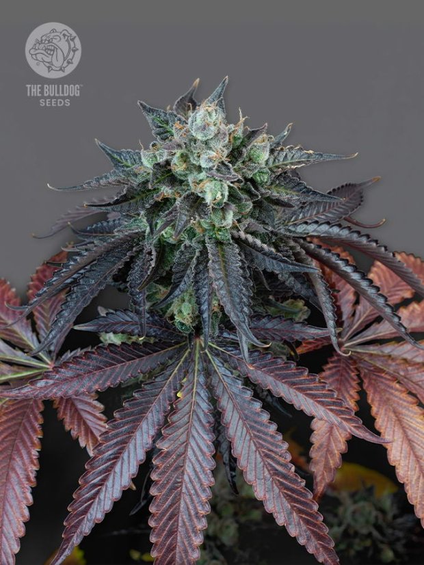 The Bulldog Seeds The Bulldog Gelato 17 Feminized, 3 and 5 pcs